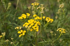 Tanacetum vulgare - Rainfarn (BIO)