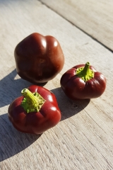 Chili Chocolate Cherry - Saatgut (BIO), Schrfegrad 2-3