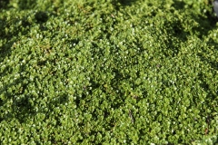Thymus doerfleri Bressingham Seedling - Polster-Thymian