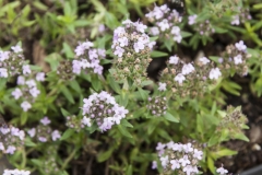 Thymus longicaulis ssp. odoratus - Kaskadenthymian (BIO)