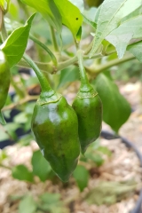 Chili Evergreen - Saatgut (BIO), Schrfegrad 8