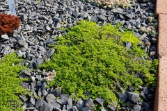 Thymus serpyllum Albus - Weier Sand-Thymian (BIO)