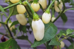 Chili Habanero Snow White - Saatgut (BIO), Schrfegrad 10