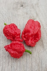 Chili Pepper XXX JD - Saatgut (BIO), Schrfegrad 10 +