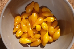 Tomate Gelbes Birnchen - Pflanze (BIO)