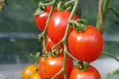 Tomate Vesennij Michurinskij - Pflanze (BIO)