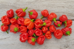 Chili Scotch Bonnet Foodorama - Pflanze (BIO), Schrfegrad 10