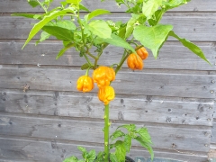 Chili Habanero Mustard - Pflanze (BIO), Schrfegrad 10