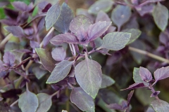 Ocimum Hybride - Kleinblttriges, Rotes Strauch-Basilikum (BIO)