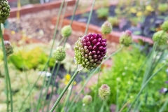 Allium sphaerocephalon - Kugel-Lauch (BIO)