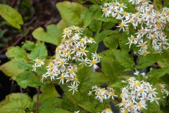 Aster divaricatus Tradescant - Sommer-Wald-Aster (BIO)