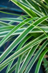 Carex morrowii ssp. foliosissima Icedance - Teppich-Japan-Segge (BIO)