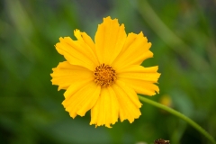 Coreopsis grandiflora Schnittgold - Grobltiges Mdchenauge (BIO)