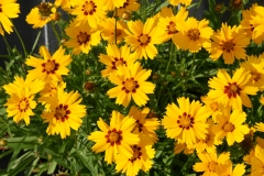 Coreopsis lanceolata Sterntaler - Kleines Mdchenauge (BIO)