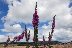 Digitalis purpurea - Purpur-Fingerhut (BIO)