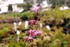 Epimedium grandiflorum Rubinkrone - Elfenblume (BIO)