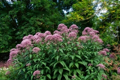 Eupatorium fistulosum Glutball - Purpurdost (BIO)