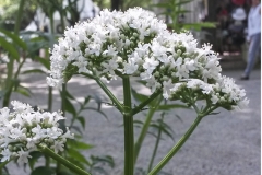 Valeriana officinalis - Echter Baldrian (BIO)