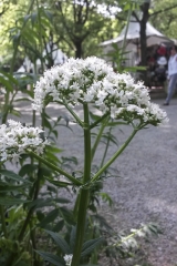 Valeriana officinalis - Echter Baldrian (BIO)