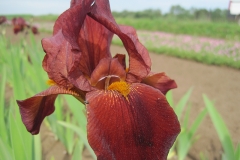 Iris barbata-elatior Brasilia - Hohe Bart-Schwertlilie (BIO)