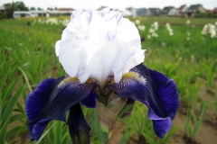 Iris barbata-elatior Night Edition - Hohe Bart-Schwertlilie (BIO)