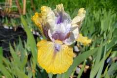 Iris barbata-media Double Your Fun - Mittelhohe Bart-Schwertlilie (BIO)