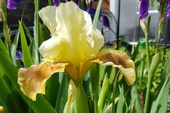 Iris barbata-media Golden Muffin - Mittelhohe Bart-Schwertlilie (BIO)