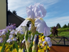 Iris barbata-media Springtime Madonna - Mittelhohe Bart-Schwertlilie (BIO)