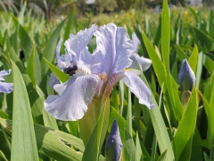 Iris barbata-nana Blue Denim - Zwerg Bart-Schwertlilie (BIO)