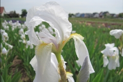 Iris germanica Florentina - Florentiner Schwertlilie (BIO)