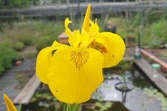 Iris pseudacorus - Gelbe Sumpf-Schwertlilie (BIO)