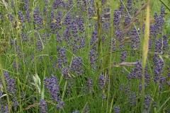 Lavandula angustifolia Hidcote Blue - Garten-Lavendel (BIO)