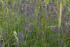 Lavandula angustifolia Hidcote Blue - Garten-Lavendel (BIO)