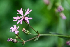 Lychnis flos-cuculi - Kuckucks-Lichtnelke (BIO)