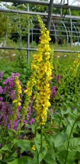 Verbascum nigrum - Schwarze Knigskerze (BIO)