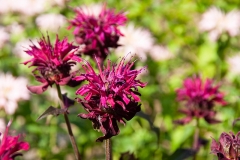 Monarda Fistulosa-Hybride Kardinal - Indianernessel (BIO)