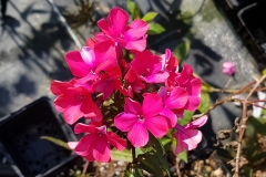 Phlox paniculata Glut - Sommer-Phlox (BIO)