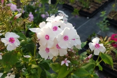 Phlox paniculata Graf  Zeppelin - Sommer-Phlox (BIO)