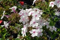 Phlox paniculata Nirvana - Sommer-Phlox (BIO)