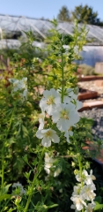 Verbascum phoeniceum Flush of White - Phnizische Knigskerze (BIO)