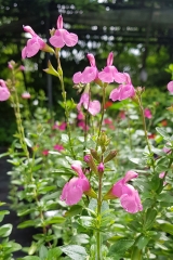 Salvia microphylla Rosa - Johannisbeer-Salbei (BIO)
