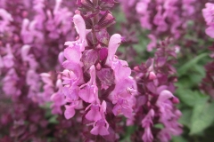 Salvia nemorosa Eos - Steppen-Salbei (BIO)