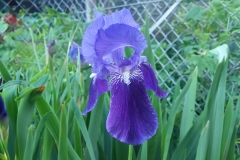 Iris barbata-elatior Brbels Blaue - Hohe Bart-Schwertlilie (BIO)