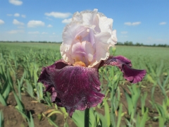 Iris barbata-elatior Changing Times - Hohe Bart-Schwertlilie (BIO)