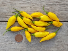 Chili Aji Mochero (Ersatz für Limón) - Pflanze (BIO), Schärfegrad 7
