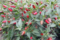 Chili Thai-Chili (Ersatz fr Prik Khi Nu) - Pflanze (BIO), Schrfegrad 5