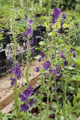 Verbascum phoeniceum - Purpur-Knigskerze (BIO)