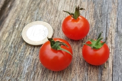 Tomate Besser - Pflanze (BIO)