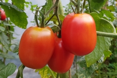 Tomate De Berao - Pflanze (BIO)