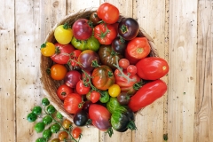 Buntes Salat-Tomaten Paket - 6 Pflanzen (BIO)